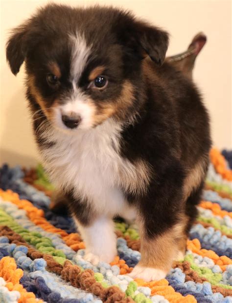 Mini aussie for sale near me - You've reached the best place to find Mini Aussies for adoption. Partnered with our nation’s most trusted breeders, we strive to produce and deliver healthy and happy Mini Australian Shepherd puppies in the St. Paul area. Our Mini Aussie puppies are raised in a safe and nourishing environment by the best and most dedicated Puppy Agents.